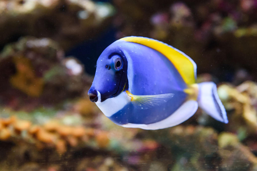 Tangs