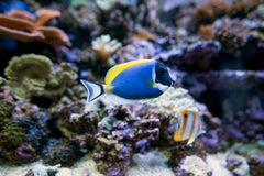 Powder Blue Tang - Small