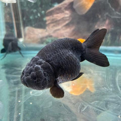 Premium Black Lionhead Ranchu Goldfish