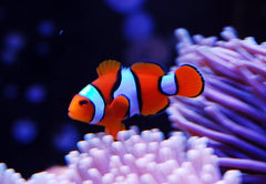 Premium Spotcinctus Clownfish Tank Raised - Medium