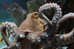 Prickly Octopus