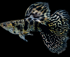 Guppy - Haritha Tiger King Cobra