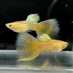 Guppy Yellow Cobra Endler