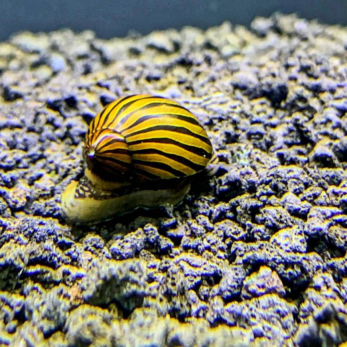 Nubby Piano Snail