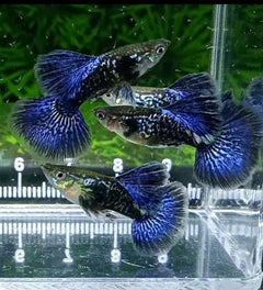Guppy - Violet Blue