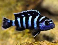 Pseudotropheus Demasoni