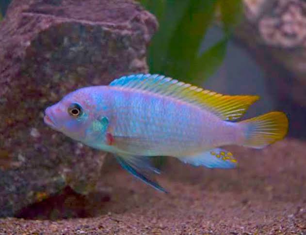 Pseudotropheus Ice Blue