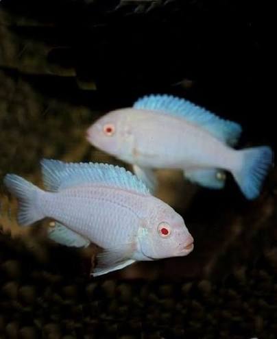 Pseudotropseus Pindani Albino