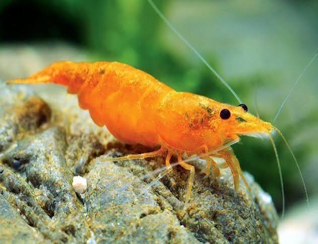 Pumpkin Shrimp