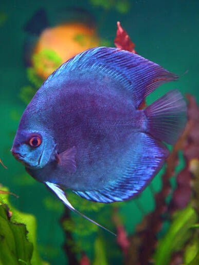 Purple Cobalt