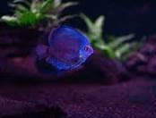 Purple Cobalt Blue