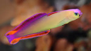 Purple Firefish - Small