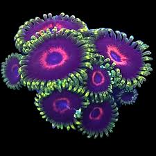 Purple Hearts Zoanthid Polyp - Frag