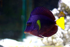 Purple Tang - Medium
