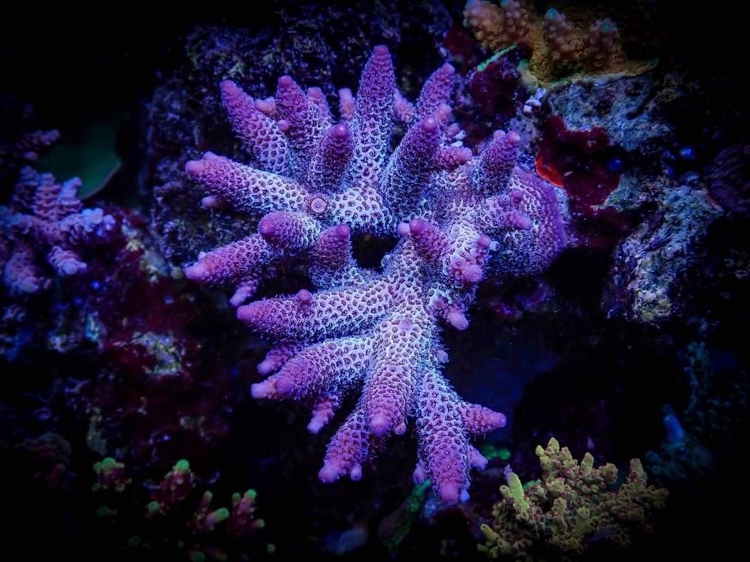 Purple Tide Montipora Coral - Frag