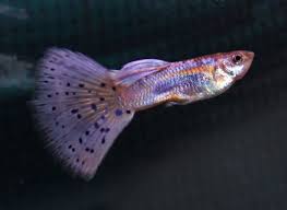 Purple Varigated Dumbo Male Guppy