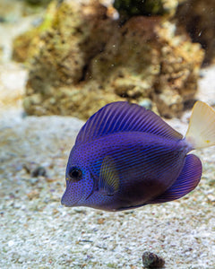 Lavender Forktail Tang - Small