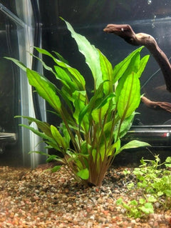 Cryptocoryne Undulata Potted