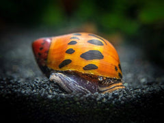 Nerite Snail - Medium