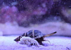 Nassarius Snail - Small