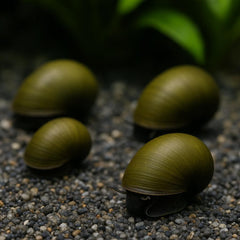 Olive Nerite Snail