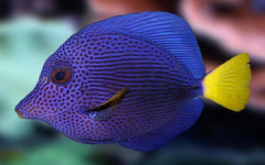 Purple Tang - Small