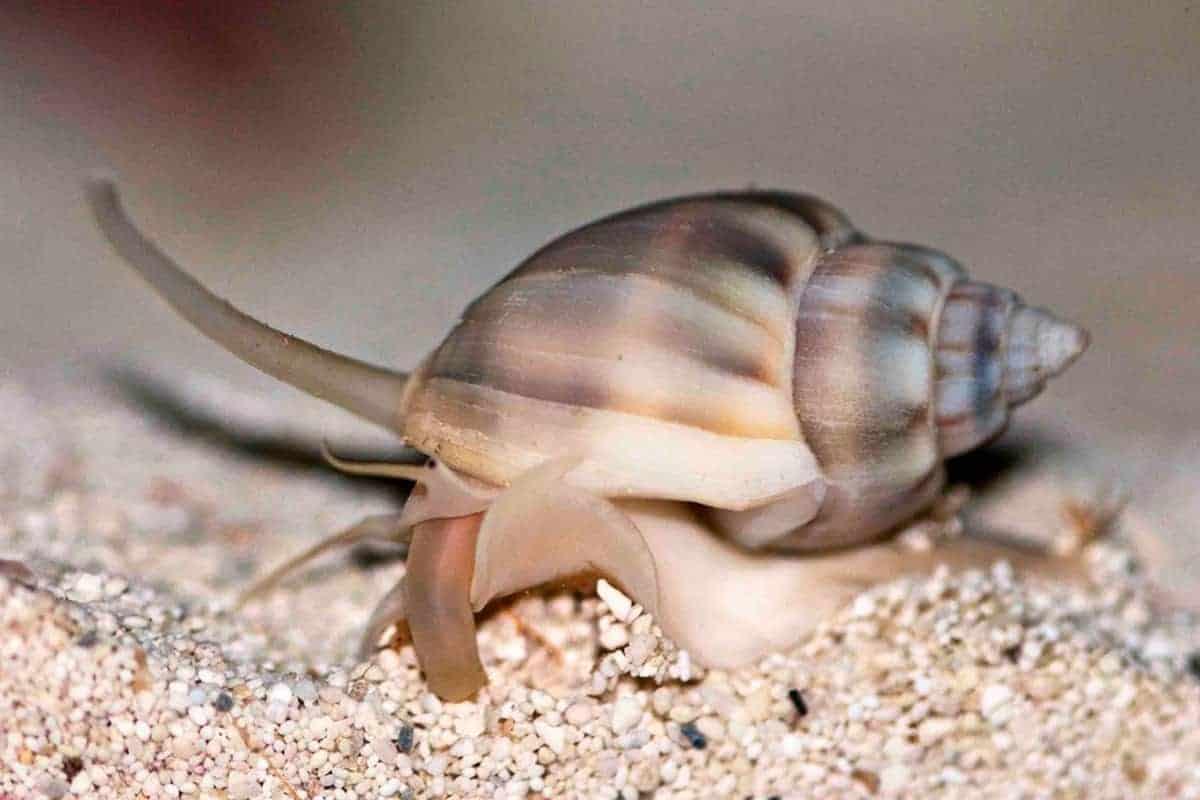 Nassarius Snail - Small