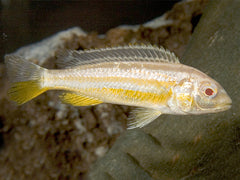 Auratus Malawi Cichlid