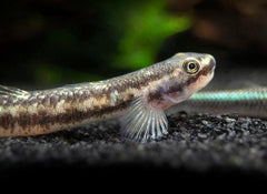 Rainbow Goby