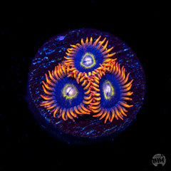 Rainbow Hornet Zoanthid Polyp - Frag