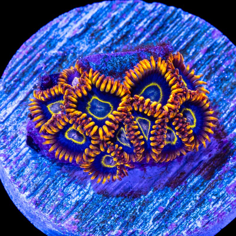 Zoanthids