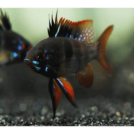 Rams / Dwarf Cichlids