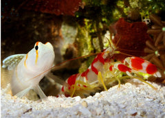 Randall's Red & White Pistol Shrimp - Small