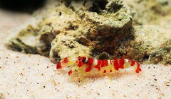 Randall's Red & White Pistol Shrimp - Small