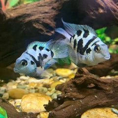 Rare Fish Bundle