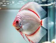 Red And White Discus