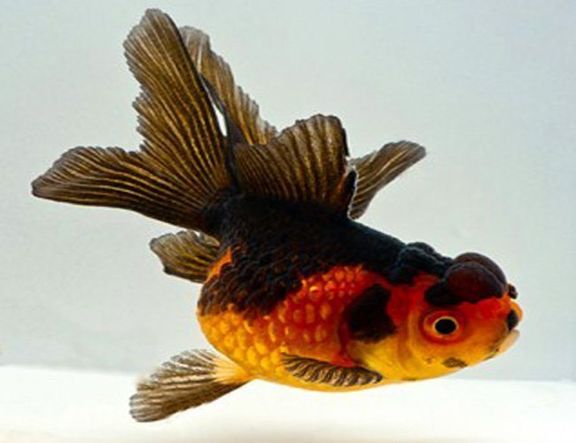 Red & Black Oranda
