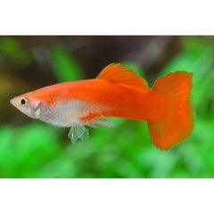 Red Blonde Guppy Male