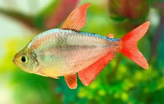 Red & Blue Colombian Tetra