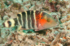 Red Breasted Wrasse - Small