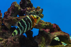 Red Breasted Wrasse - Small