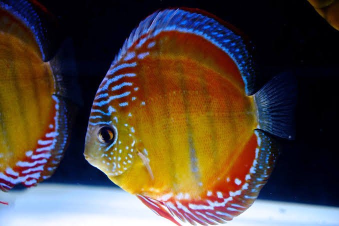 Red Brown Discus