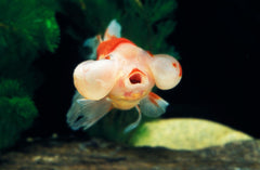 Red Bubble Eye Goldfish