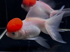 Red Cap Siamese Doll Moor