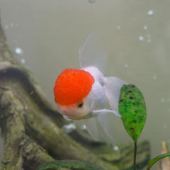 Red Cap Oranda Goldfish