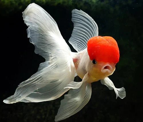 Red Cap Tancho Oranda