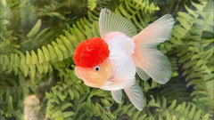 Red Cap Tancho Oranda