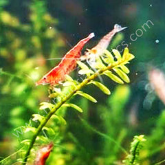 Red Cherry Shrimp Breeder Pack