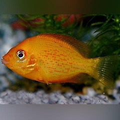 Red Chromide Cichlid