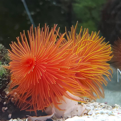 Red Coco Worm Feather Duster - Medium